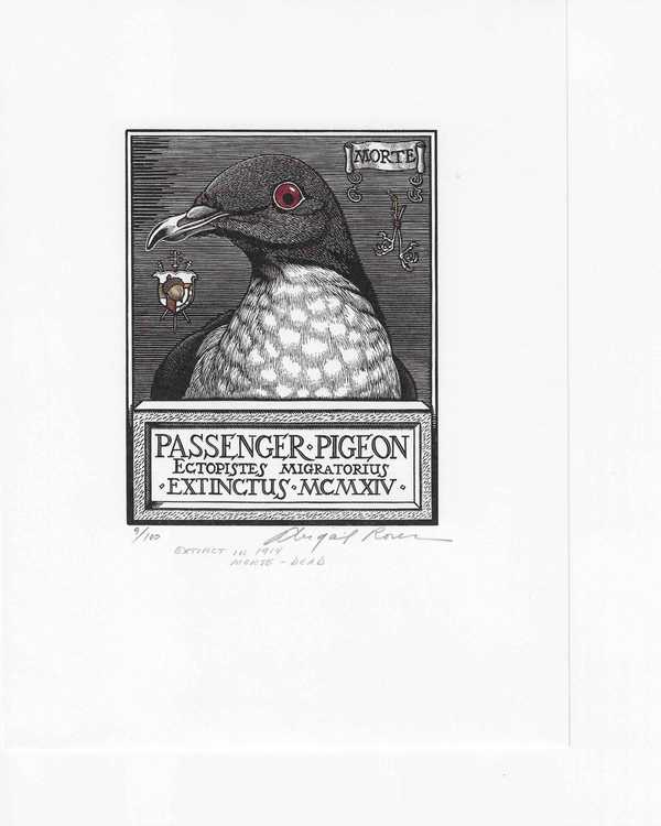 Passenger Pigeon, Extinct in 1914, Morte - Dead