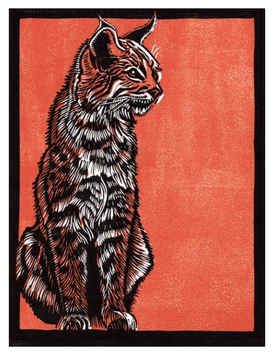 Bobcat