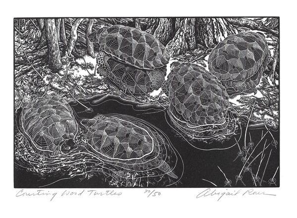 Counting Wood Turtles