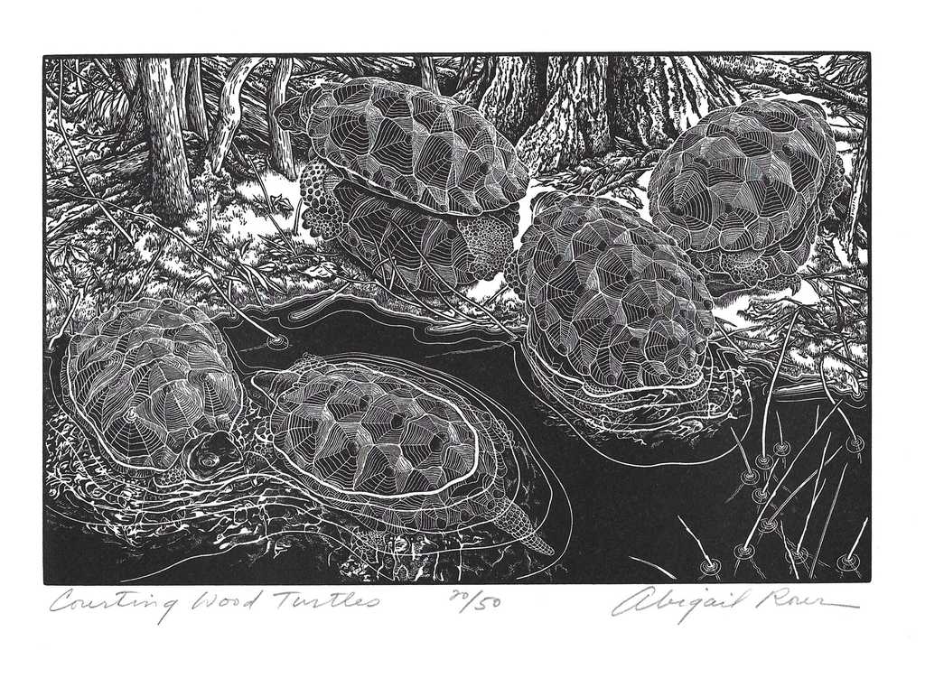 Counting Wood Turtles