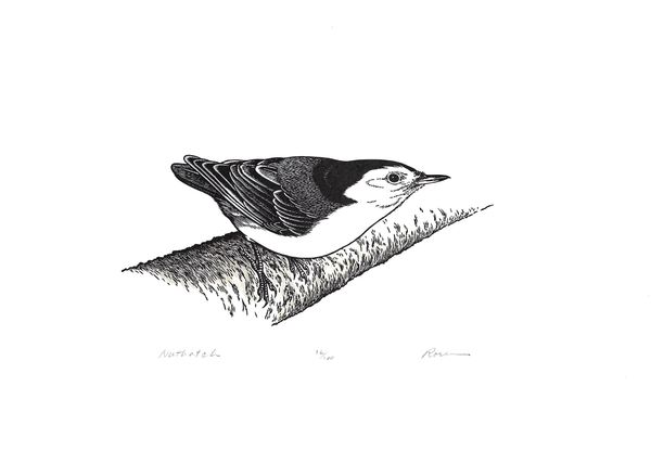 Nuthatch