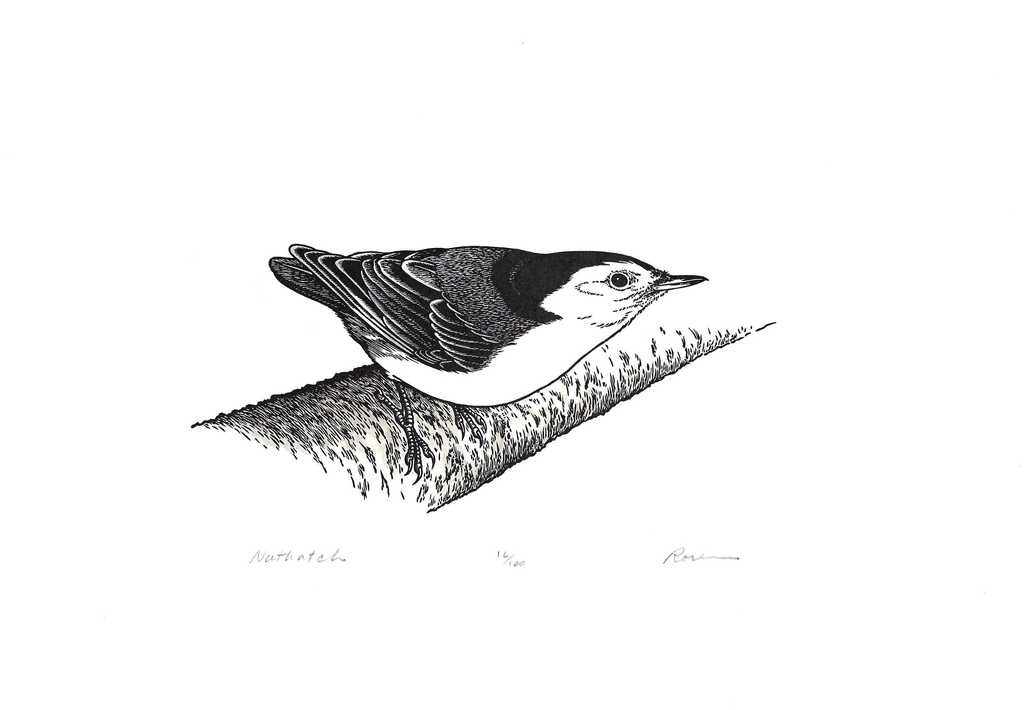 Nuthatch