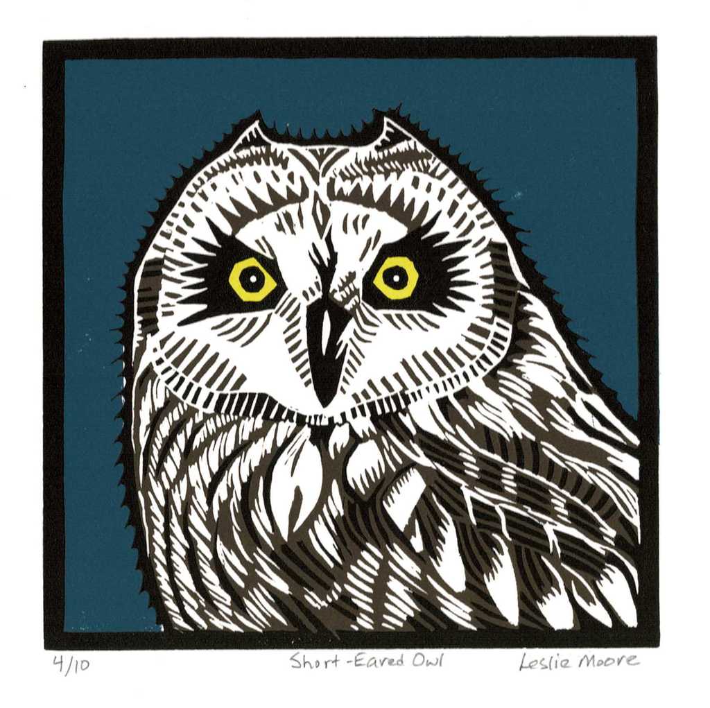 Short-eared Owl