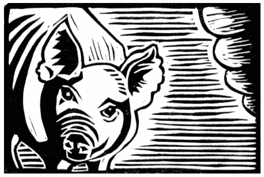 Pig