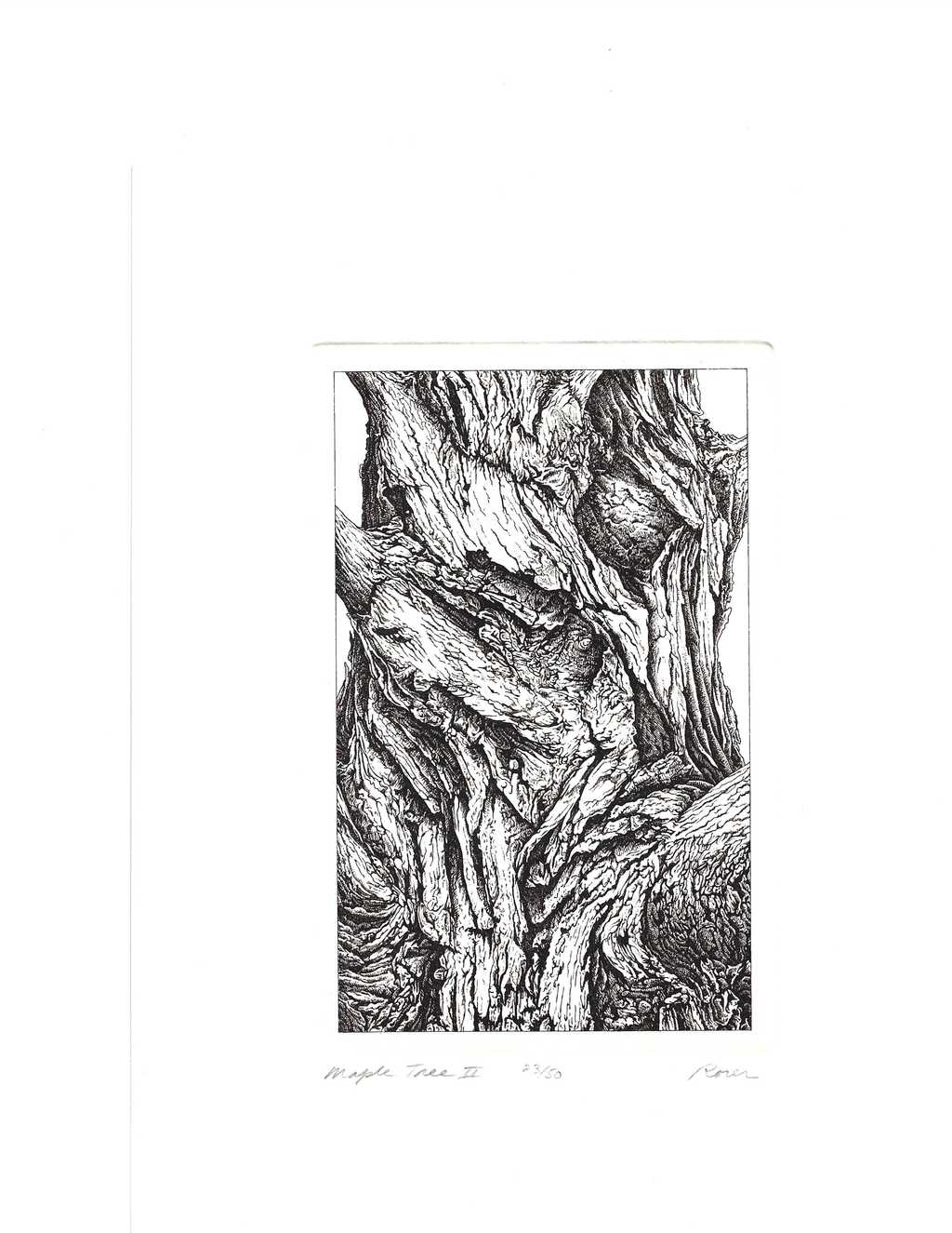Maple Tree II