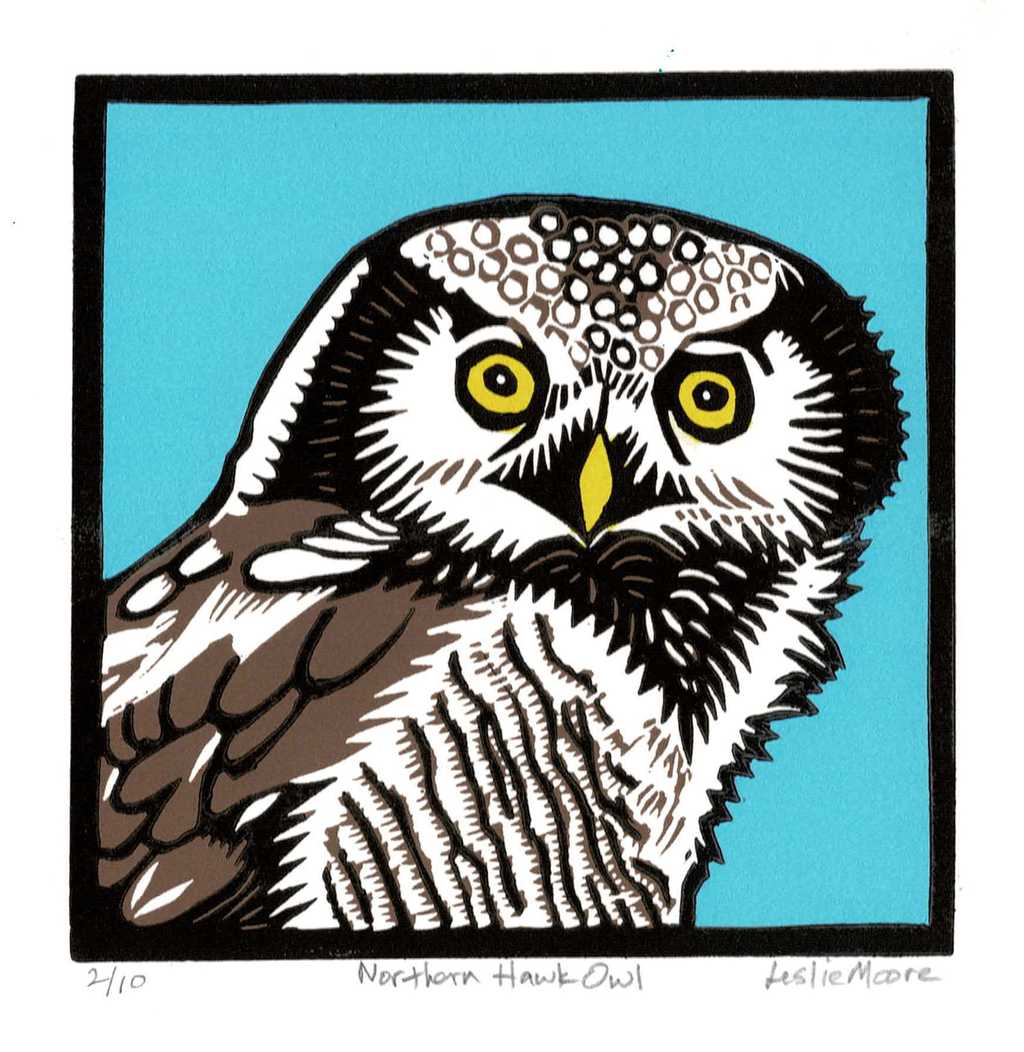 Northern Hawk Owl