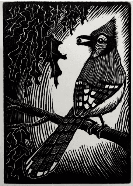 Blue Jay