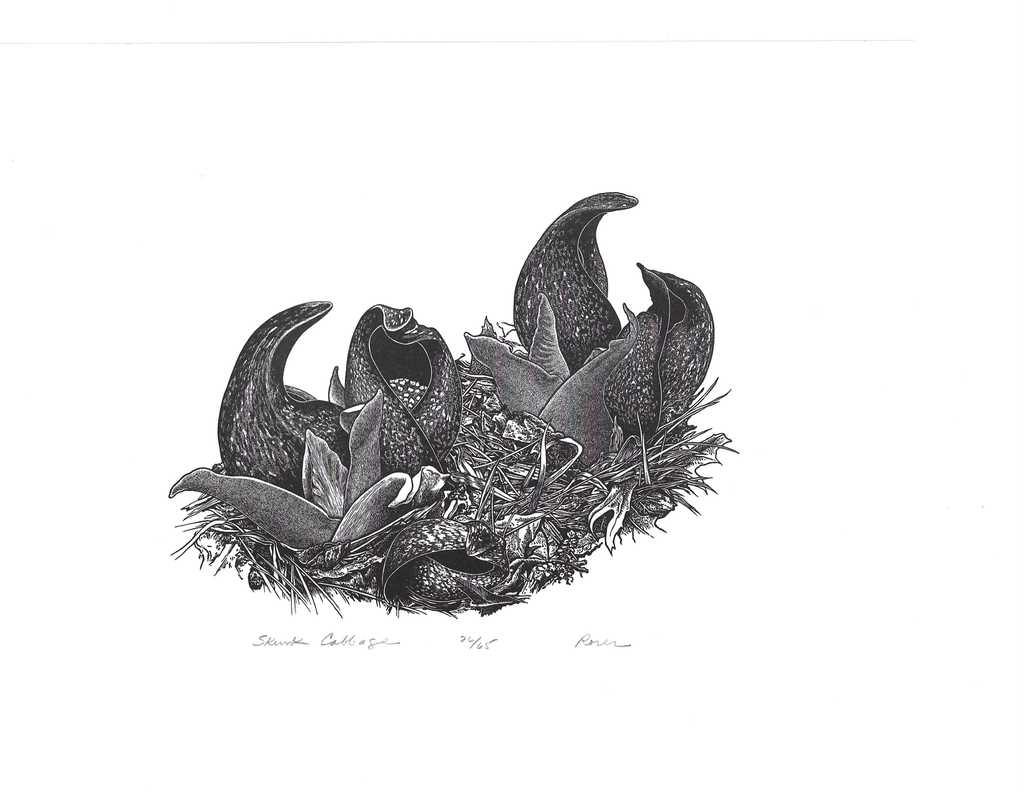 Skunk Cabbage