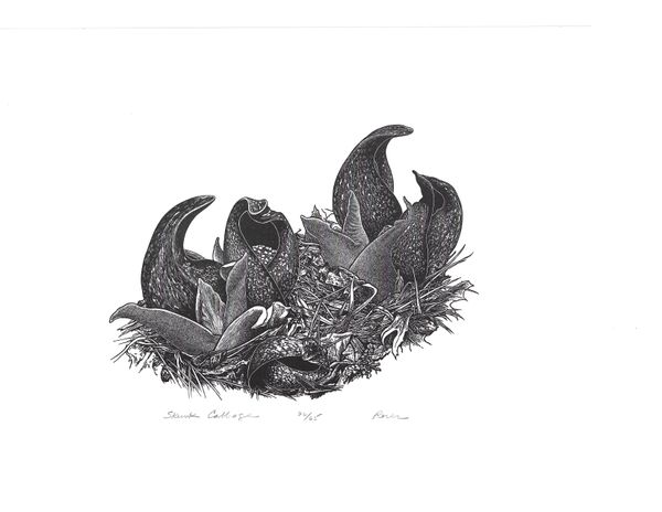 Skunk Cabbage