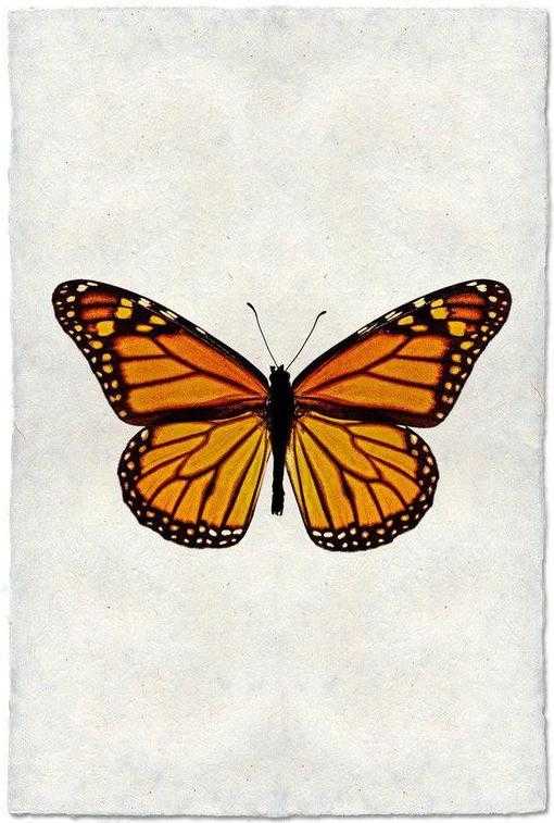 Butterfly #13
