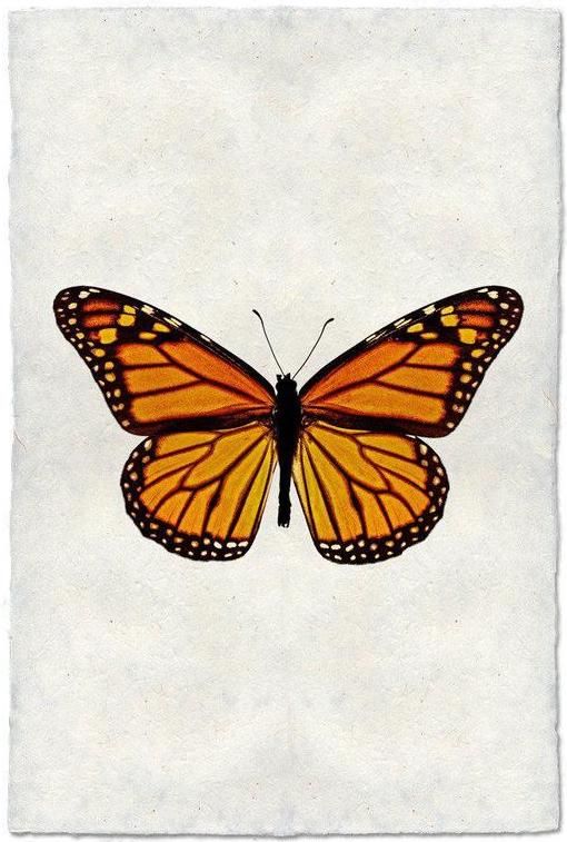 Butterfly #13