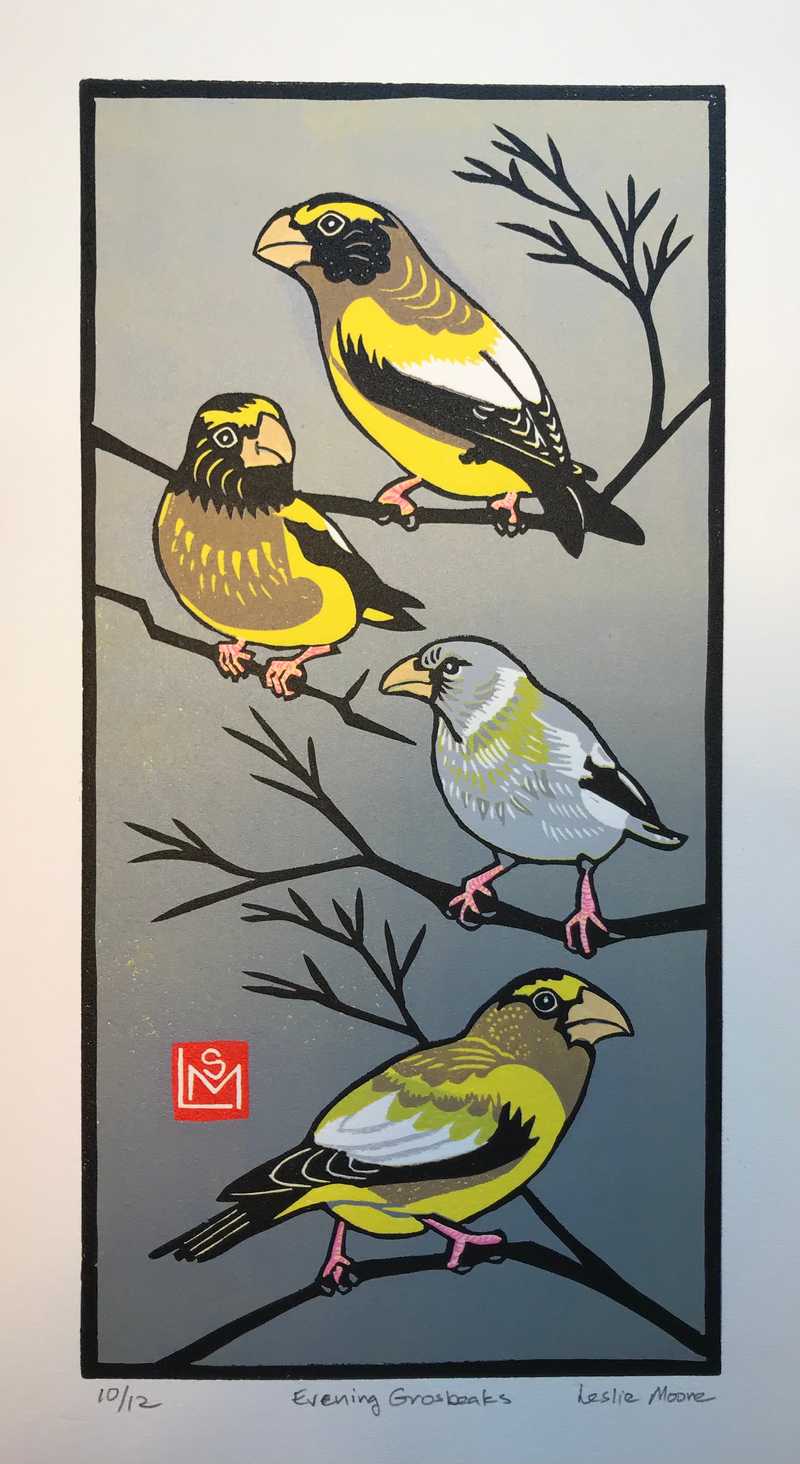 Evening Grosbeaks 