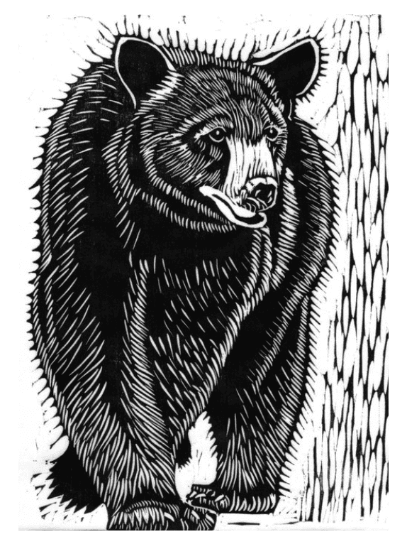 Black Bear Ambling