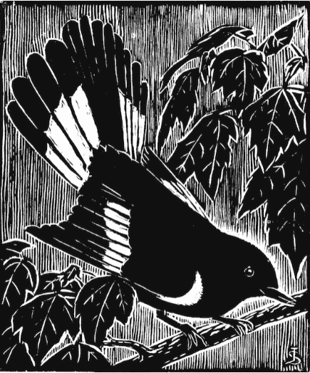 Redstart