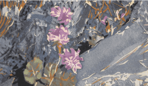 Phacelia