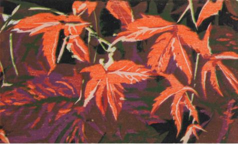 Virginia Creeper