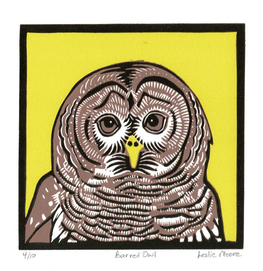 Barred Owl