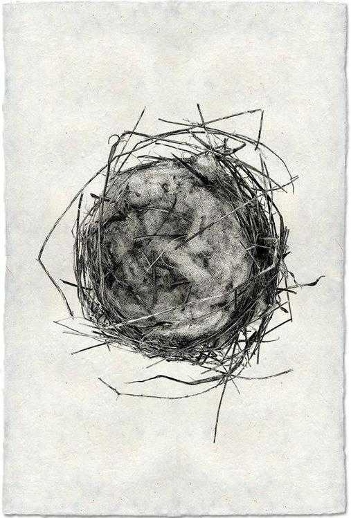Nest Study #7