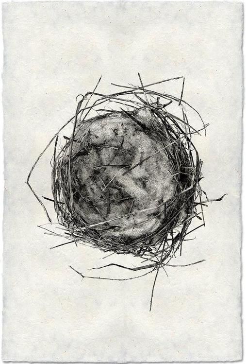 Nest Study #7