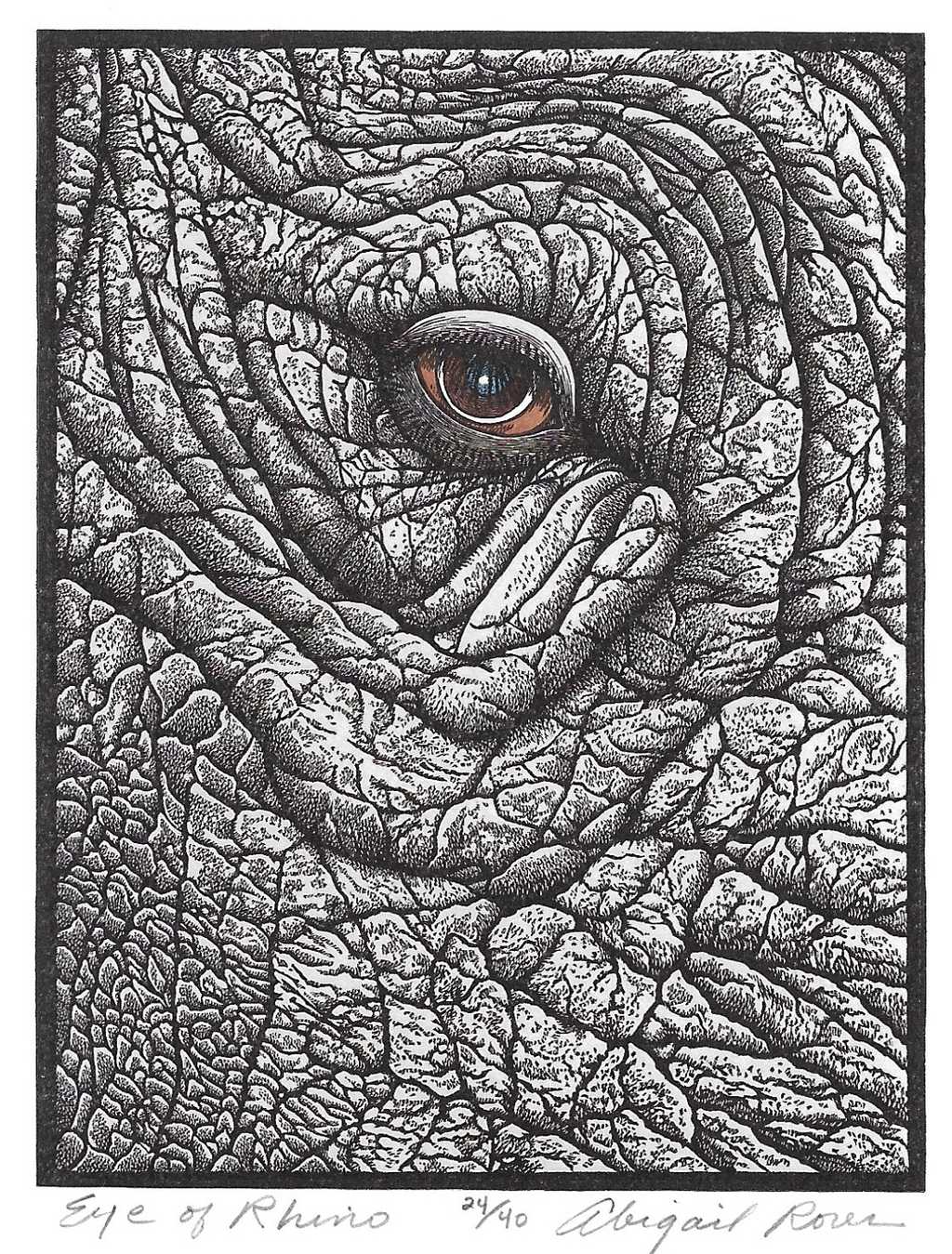 Eye of Rhino