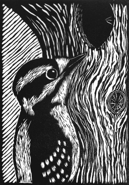 Downy Woodpecker