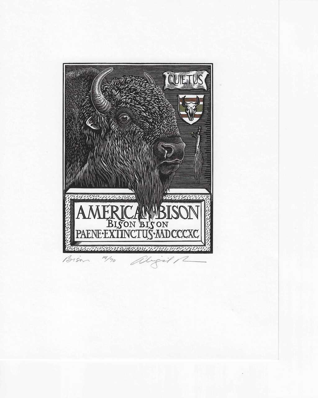 Bison, almost extinct in 1890 - Silent as Witness
