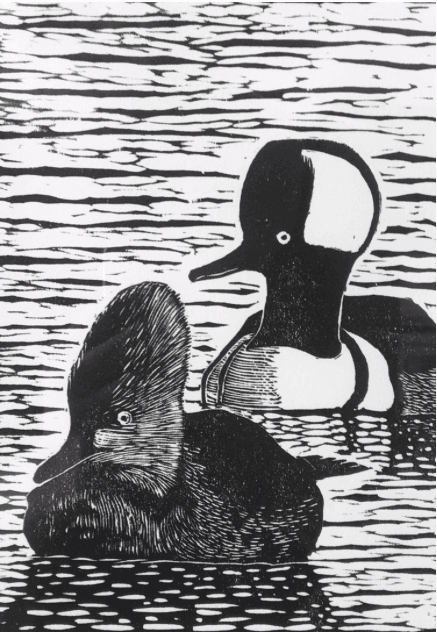 Hooded Mergansers