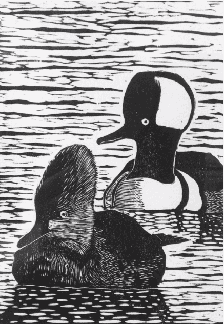 Hooded Mergansers